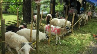 Persiapan Idul Adha 2025