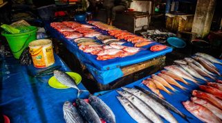 Ikan paling bergizi di dunia
