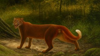 kucing merah kalimantan