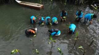 PT Vale Restorasi Mangrove dan Karang