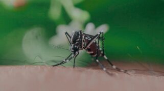 penularan malaria