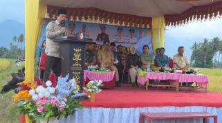 petani sigi