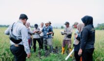 pengendalian hama tikus terpadu
