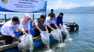 Penebaran Ikan Nila Danau Poso