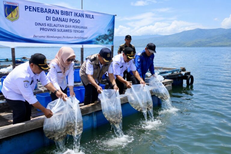 Penebaran Ikan Nila Danau Poso